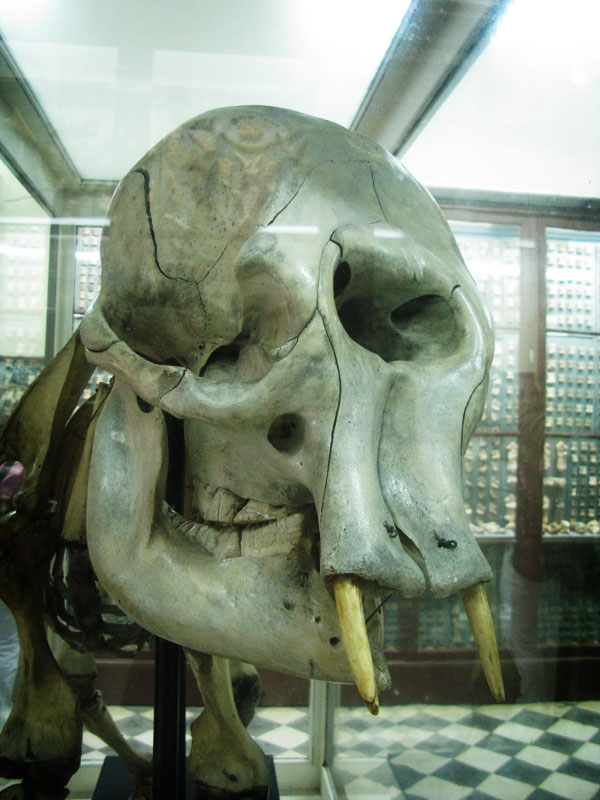http://www.strangehistory.net/blog/wp-content/uploads/2011/06/dwarf-elephant.jpg